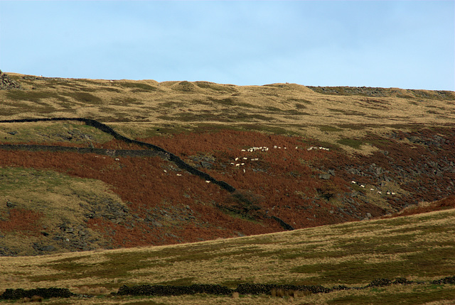 Gathering the sheep