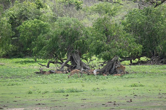 Yala National Park scenery