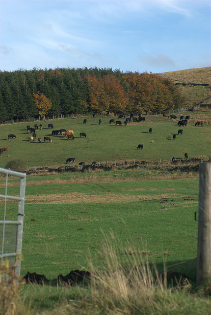 Cattle at Peak Naze