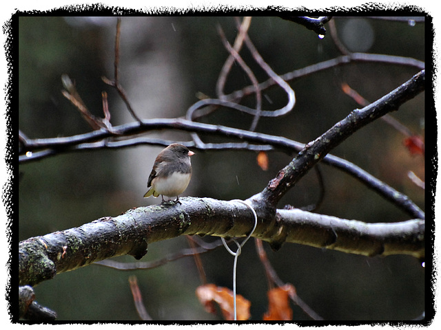 Cold, Widy, rainy...snow flurries...