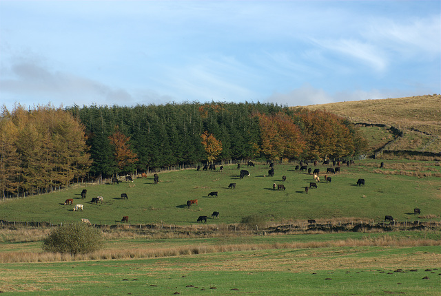 Cattle at Peak Naze