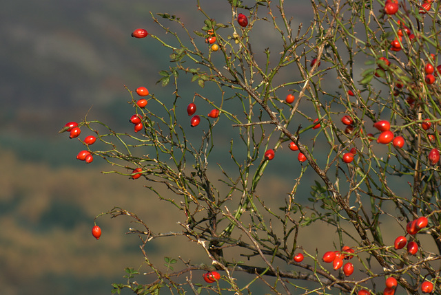 Rosehip