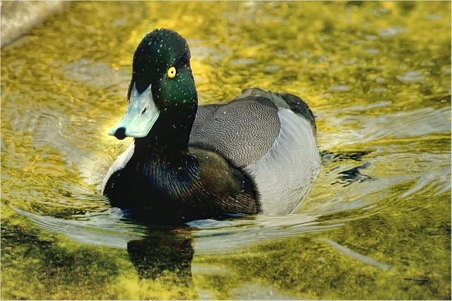 Bergente ♂ / greater scaup ♂ / fuligule milouinan ♂