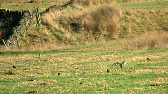 lapwings