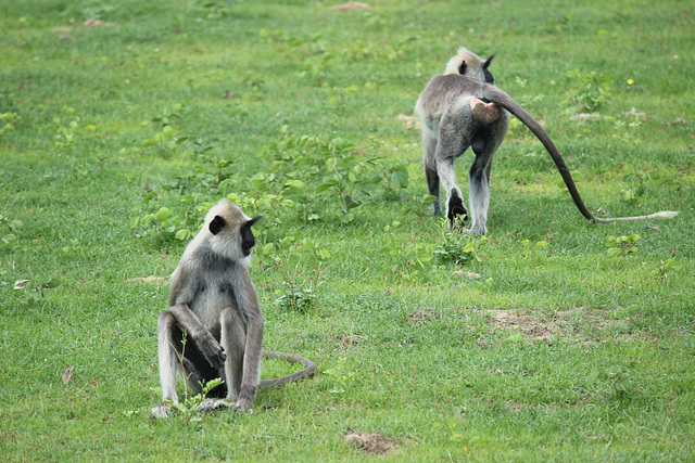 Grey Langurs feeding on the ground in the open
