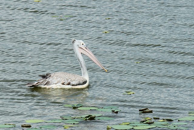 Spot-billed Pelican