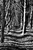 weaving shadows