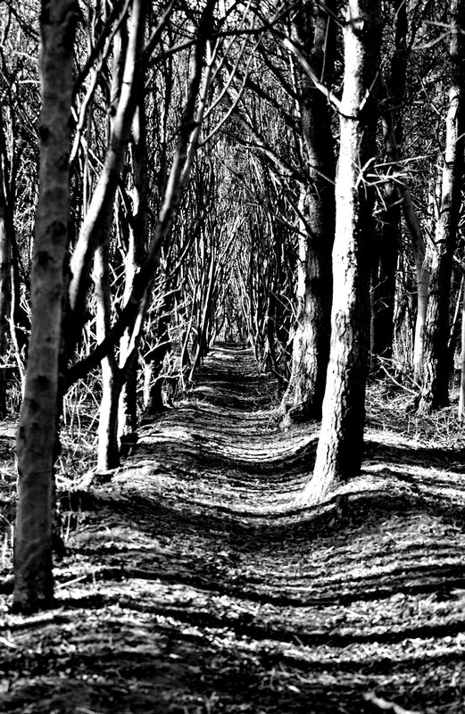 weaving shadows