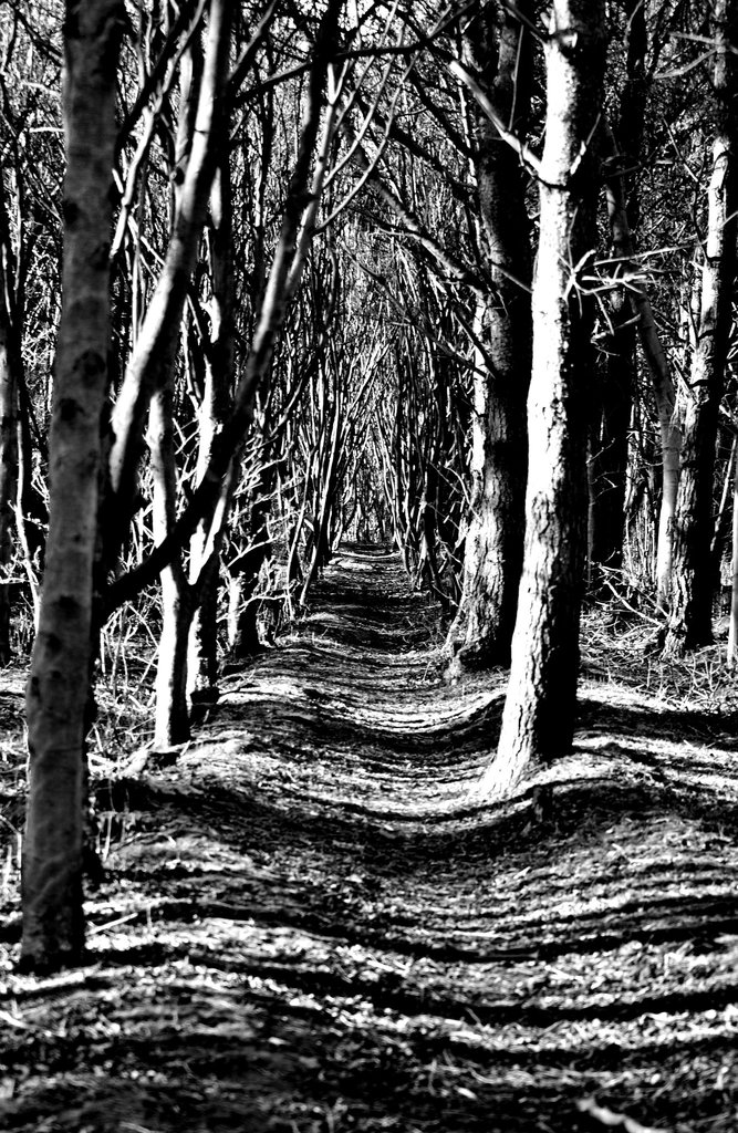 weaving shadows