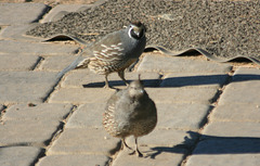 California quail