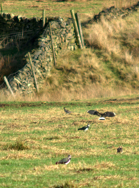 lapwings