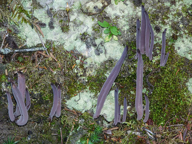 Purple Club Coral / alloclavaria purpurea