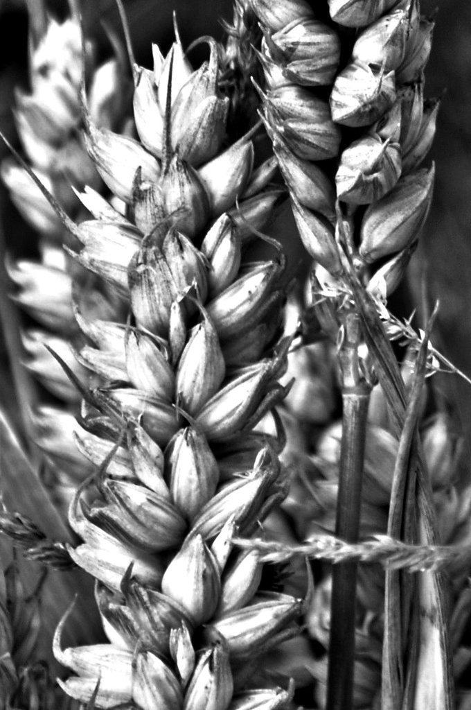 wild wheat 1