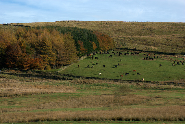 Cattle at Peak Naze