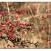 Hawthorn berries - Cuckmere - 24.11.2014