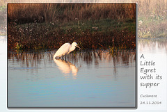 Little Egret at supper - Cuckmere - 24.11.2014