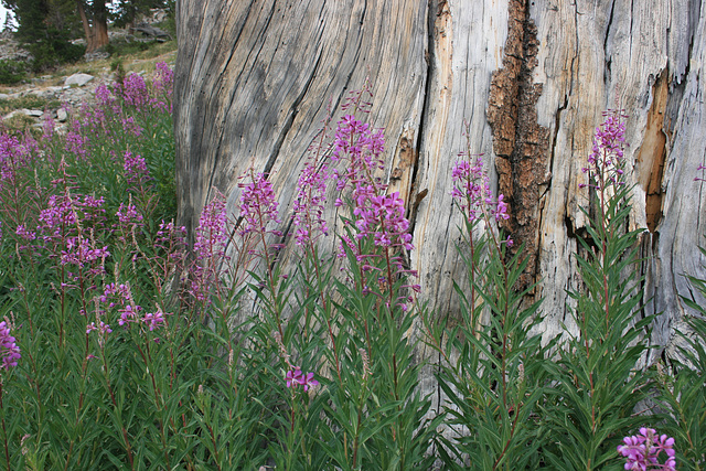 Fireweed