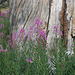 Fireweed