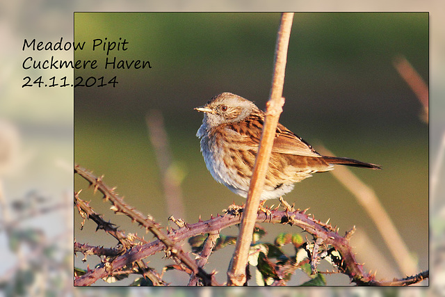 Meadow Pipit  - Cuckmere - 24.11.2014