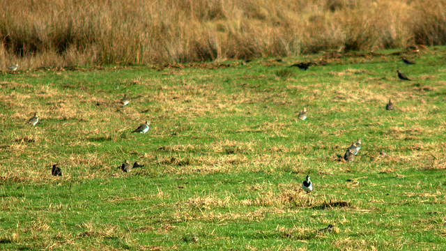 Lapwings and Starlings