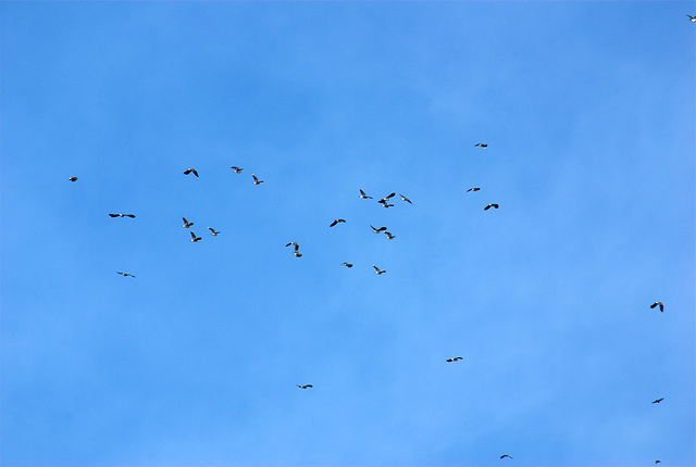 34 Lapwings