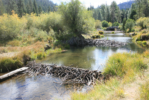 Beaver dams