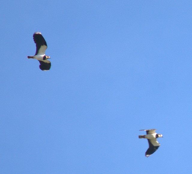 Lapwings