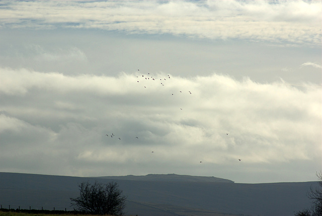 Unseasonal lapwings at Blackshaw farm