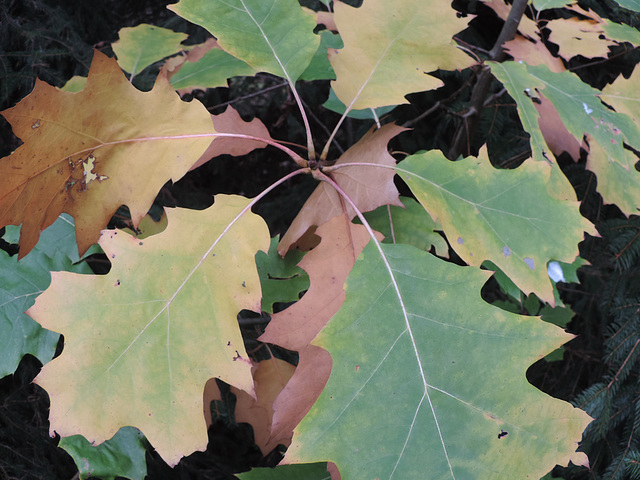 Junge Eiche im Herbstlaub