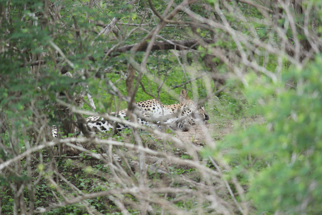 Leopard asleep