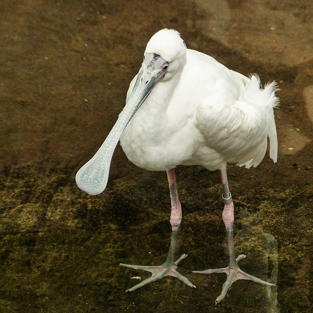 African Spoonbill