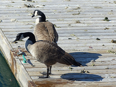 Canada Geese in Toronto (2) - 23 October 2014