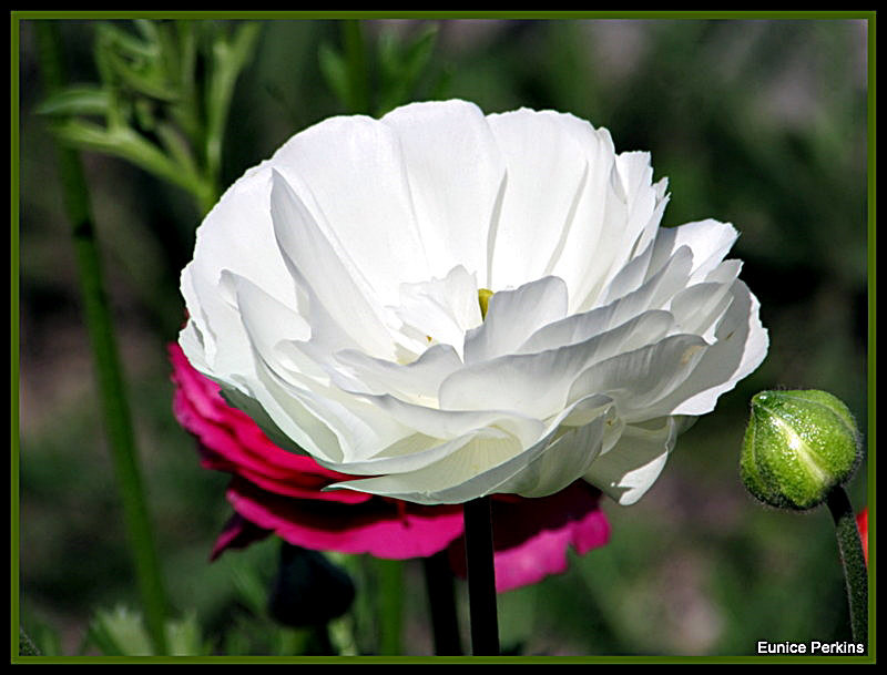 Bi-Coloured Poppy.