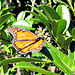 Butterfly on Leaf.