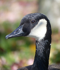 Canada Geese in Toronto (4) - 23 October 2014