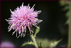 fleur de décembre