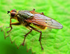 fly