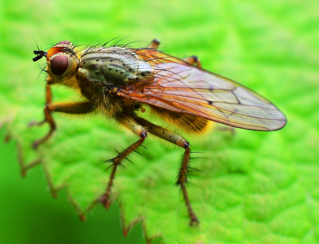 fly