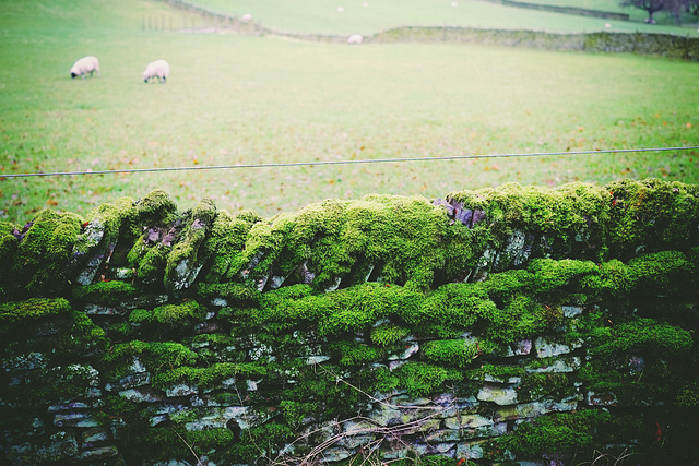 Mossy wall