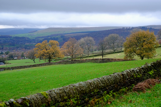 Jumbles trees - Derbyshire level