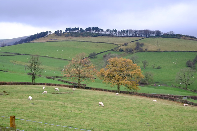 Tree topped hill