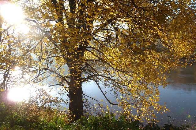 Herbstliche Stimmung an der Elbe - matena etoso sur la Elbe