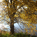 Herbstliche Stimmung an der Elbe - matena etoso sur la Elbe