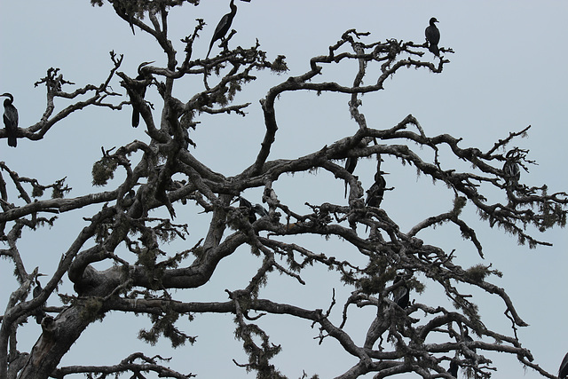 Cormorants and Darters