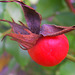Cynorrhodon, fruit du rosier