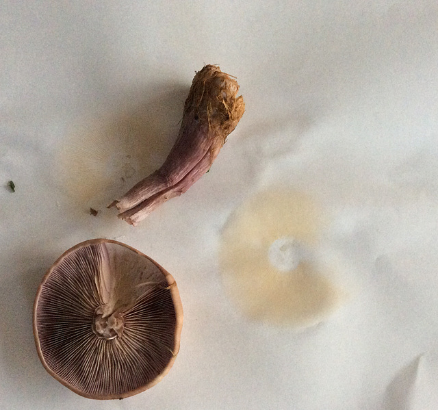 Wood Blewit? Spore print NOT pink...