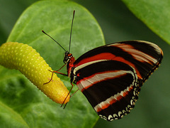 Banded Orange / Dryadula phaetusa