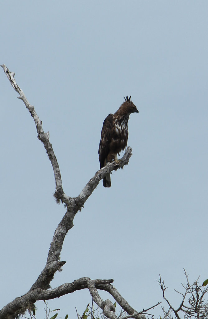 Changeable Hawk Eagle