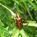 58 Sagra femorata (Frog-legged Beetle)