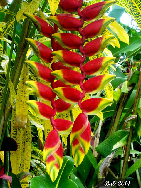 59 Heliconia rostrata Flowers